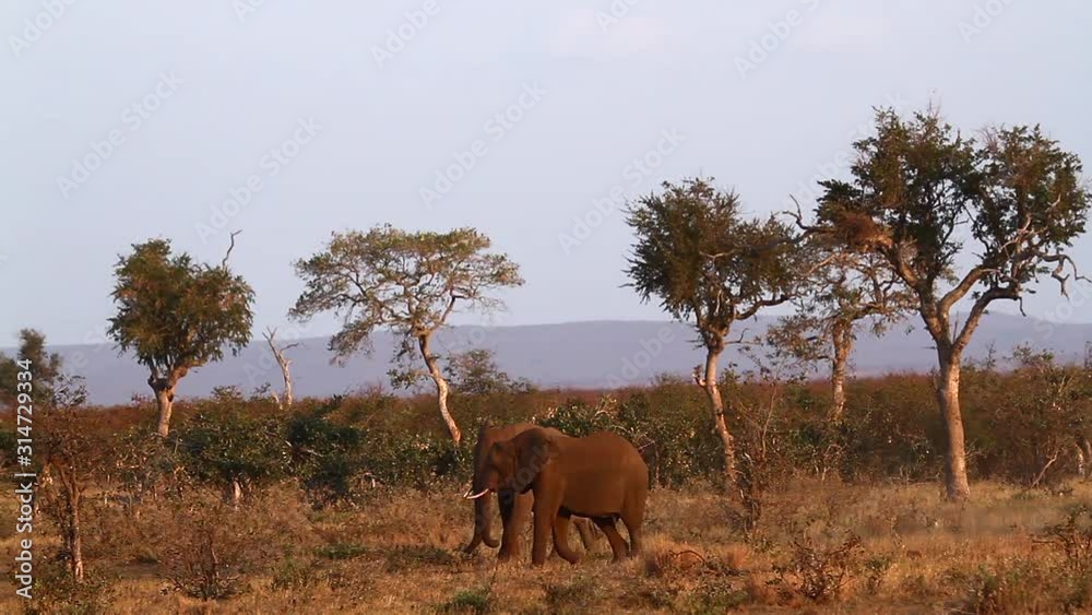 African bush elephant in Kruger National park, South Africa African bush elephant in Kruger National park, South Africa