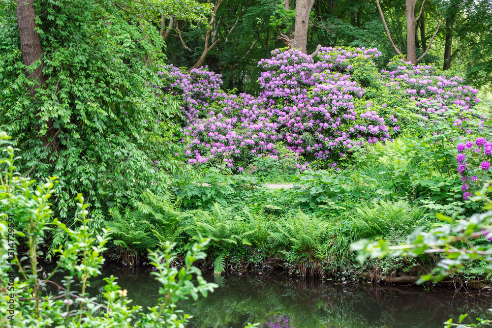 Obraz premium The Tiergarten, walk through the green beautiful park in central Berlin, beautiful large bushes with flowers near the river