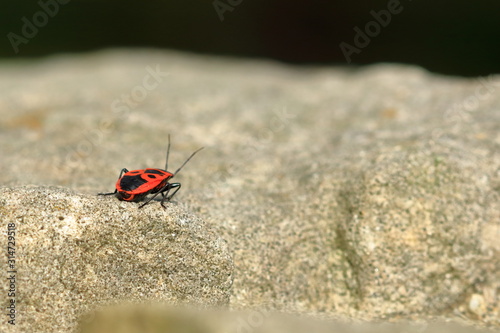 Red bug with black dots (firebug) on wooden and sandstone background