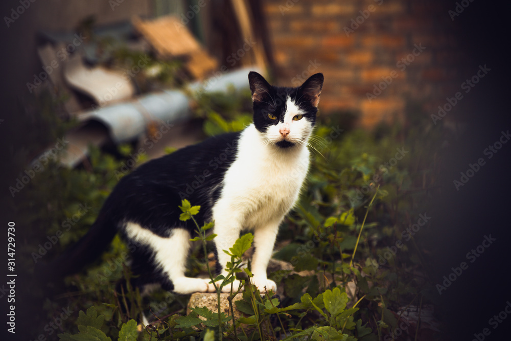 old street cat, animal protection