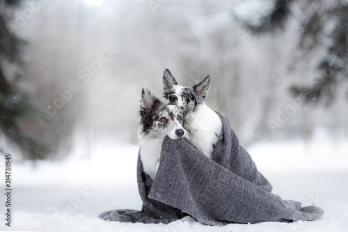 Photography two dogs on a park in winter