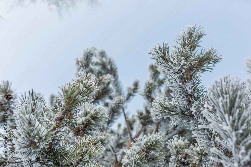 Spruce or pine branches covered with white hoarfrost, in winter against a blue sky, view from below