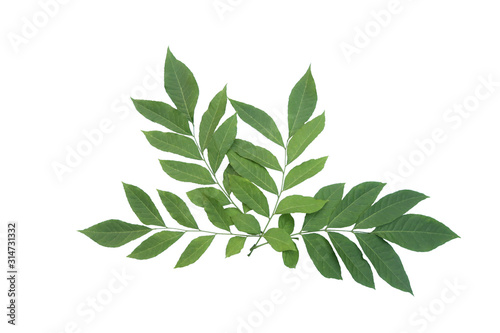 Fresh cutting leaves of Murraya koenigii which well known as curry leaves isolated on white background.