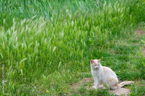 Chat roux dans un champs d'herbe verte.  Red cat in a field of green grass. © Thierry Rambaud