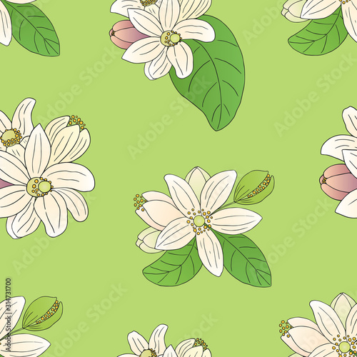 Herbs, spices and seasonings collection. Vector hand drawn seamless pattern with flowers of Citrus Bergamia on a light green background photo