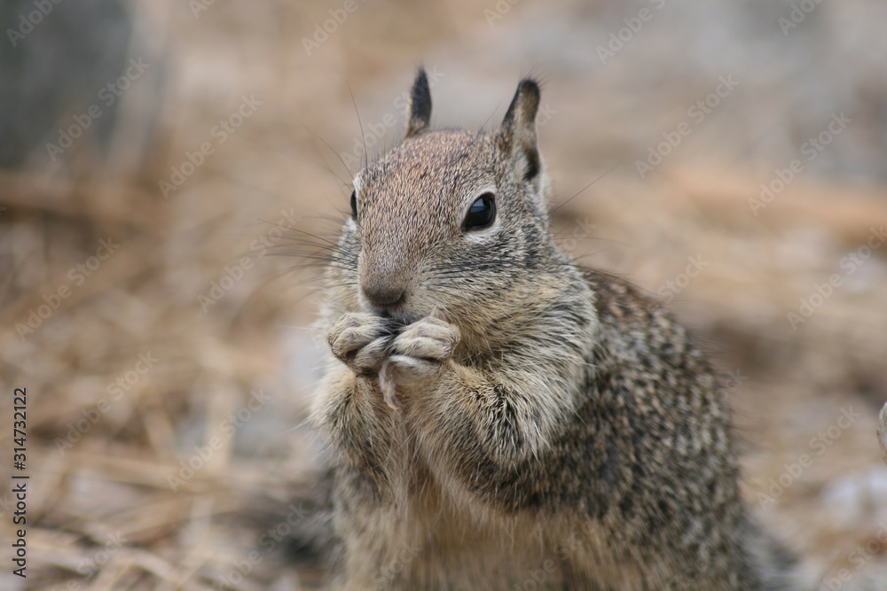 Squirrel eating a nut in California, Morro Bay Squirrel eating a nut in California, Morro Bay