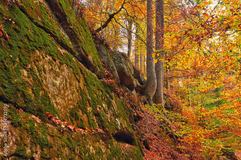 Moos bedeckte Felsen im Wald Moos bedeckte Felsen im Wald