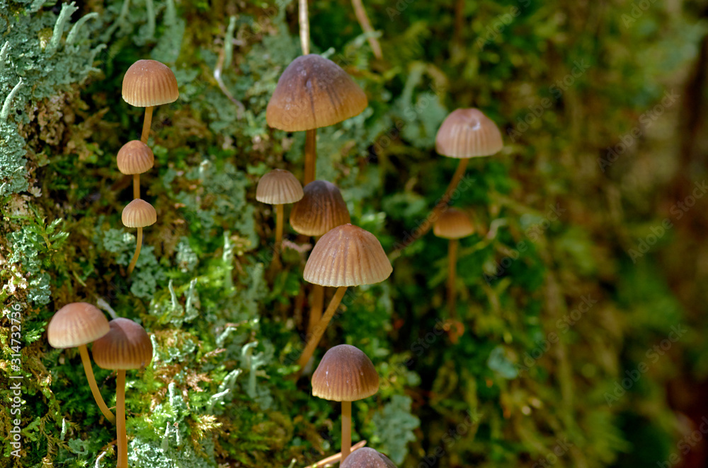 Fototapeta premium mushrooms in the forest