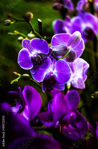 purple and white orchids on a green background close up