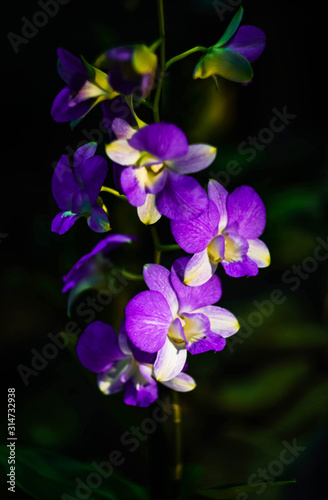 purple Orchid on a dark background close up © Olga