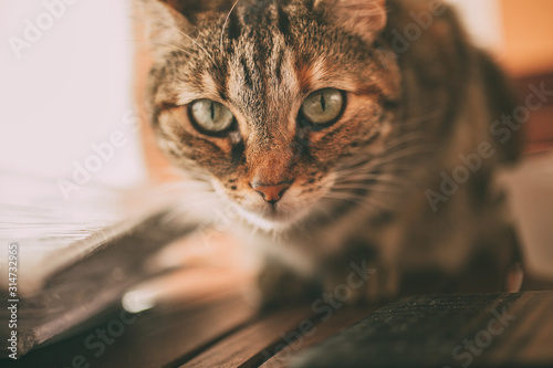 Beautiful tabby cat portrait near a window. Domestic cat posing. European striped cat.