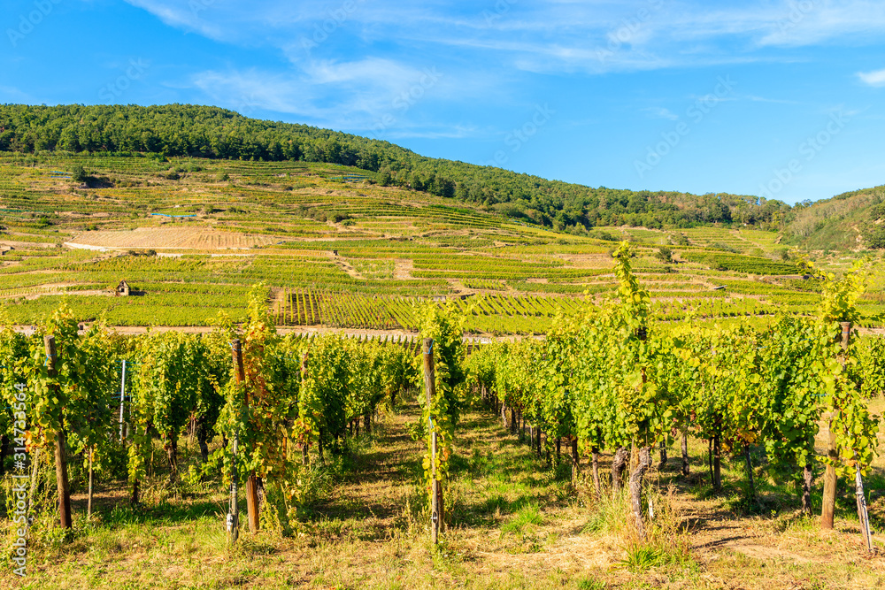 View of vineyards near Kaysersberg village, Alsace Wine Route, France