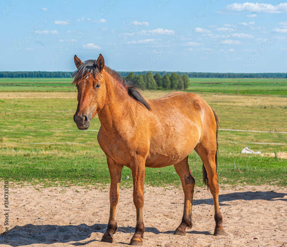 Portrait of a horse on the field. Photographed close-up.