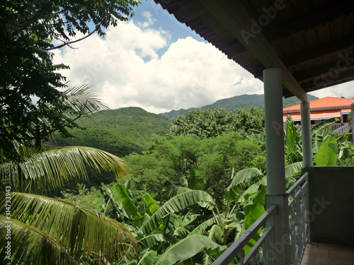 Végétation luxuriante dans les Antilles palmier châtaignier bananier photo