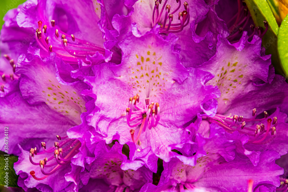Rhododendronblüte pink / Großaufnahme