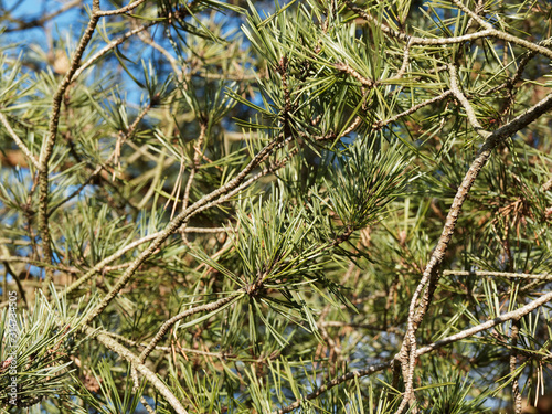 (Pinus sylvestris) Waldkiefer mit gedreht, paarweise, blaugrün starr und spitz nadeln photo