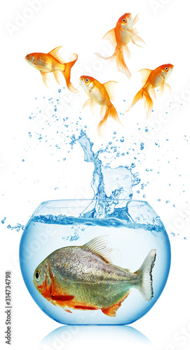 gold fish runs away from piranha