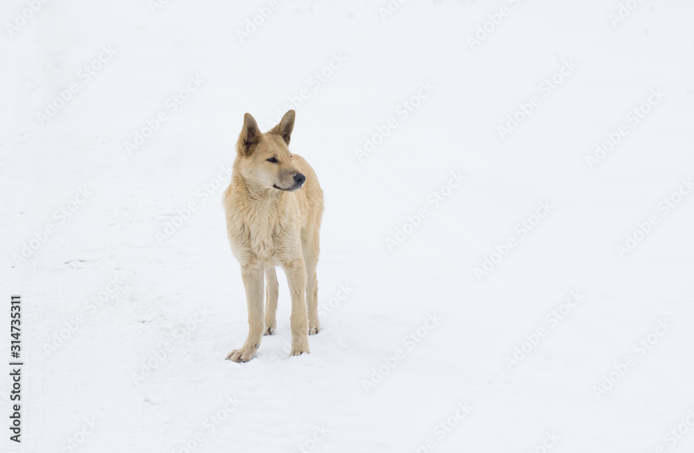 A gray dog sits in the snow in a deserted place. Sad dog A gray dog sits in the snow in a deserted place. Sad dog