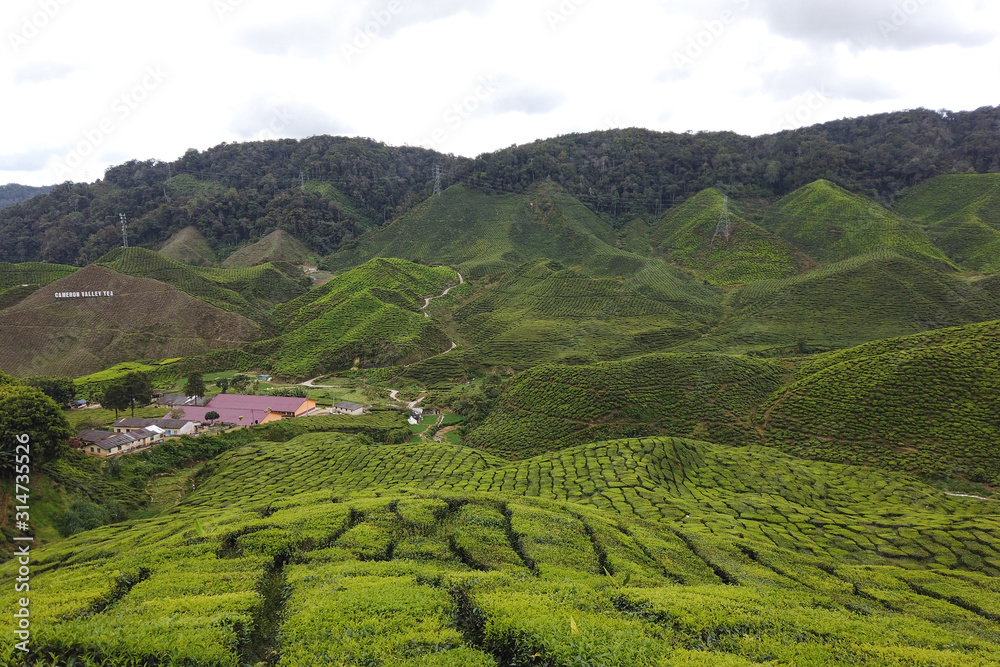 View of Green Tea Plantation, Cameron Highland haze and bad weather.