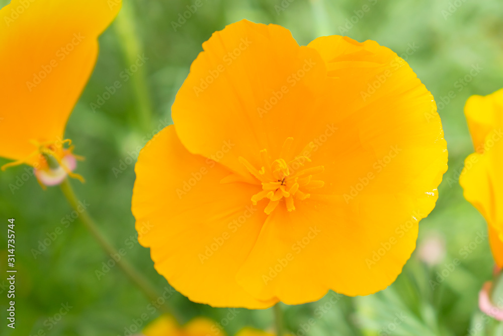 Eschscholzia californica (California poppy, golden poppy, California sunlight, cup of gold) flower Eschscholzia californica (California poppy, golden poppy, California sunlight, cup of gold) flower
