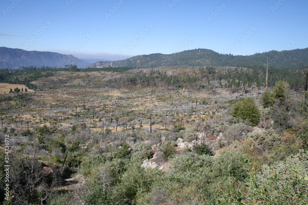 Burned trees in Yosemite National Park California