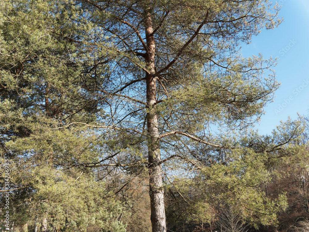 (Pinus sylvestris) Gerader Stamm und Krone der Waldkiefer unter einem blauen Himmel