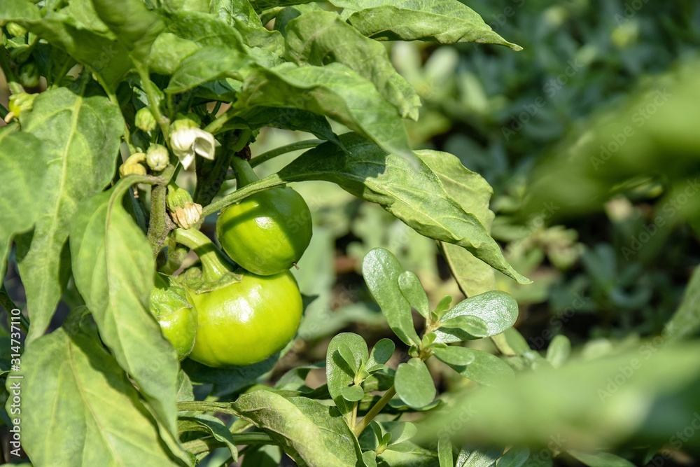 Bell pepper bush with young green vegetables on the garden bed. Vegetable round shape. Ripening of the crop. Close-up. Bell pepper bush with young green vegetables on the garden bed. Vegetable round shape. Ripening of the crop. Close-up.