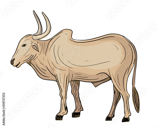 hand drawn indian bullock colored isolated vector