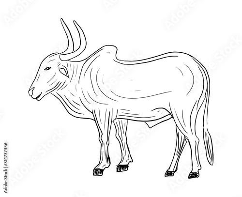 hand drawn indian bullock isolated vector