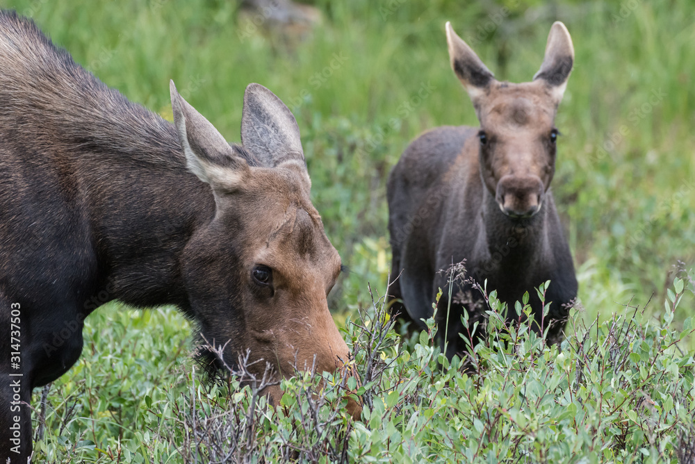 Shiras Moose in Colorado. Shiras are the smallest species of Moose in North America Shiras Moose in Colorado. Shiras are the smallest species of Moose in North America