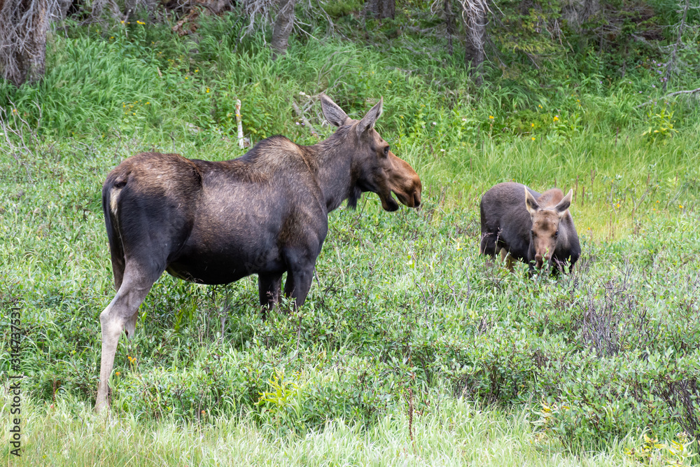 Shiras Moose in Colorado. Shiras are the smallest species of Moose in North America Shiras Moose in Colorado. Shiras are the smallest species of Moose in North America