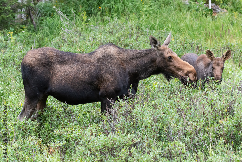 Shiras Moose in Colorado. Shiras are the smallest species of Moose in North America Shiras Moose in Colorado. Shiras are the smallest species of Moose in North America