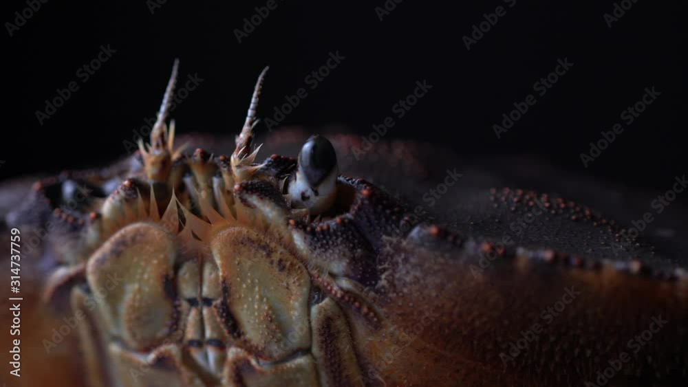 Cinematic macro portrait of live Dungeness crab. Close up of the BC