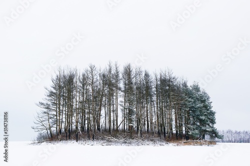 forest in winter