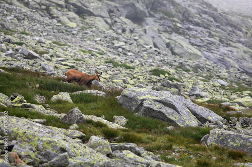 Tatra chamois on a rocky surface in Slovakia 