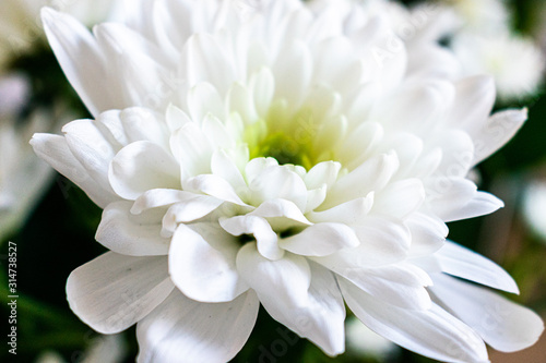 White flowers close up. 