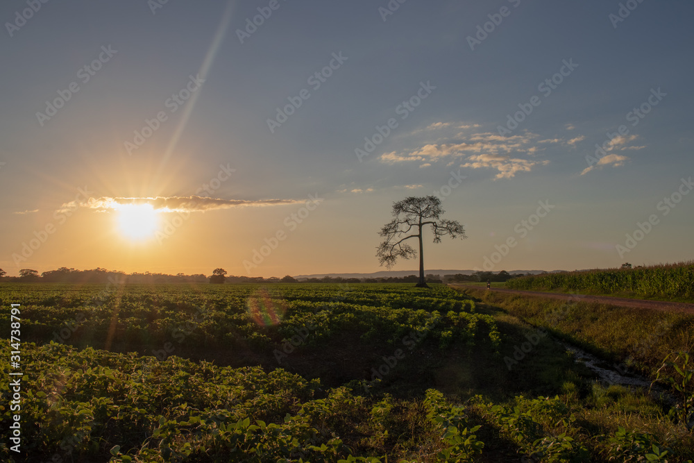 Obraz premium Sunset tree