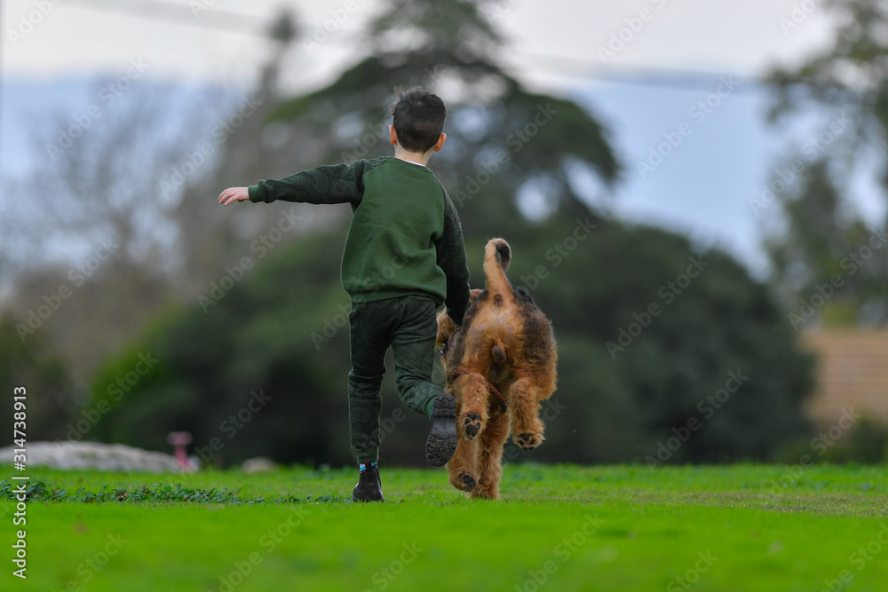 A two-year-old Airedale Terrier dog runs free