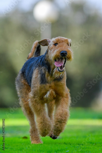 A two-year-old Airedale Terrier dog runs free © PROMA