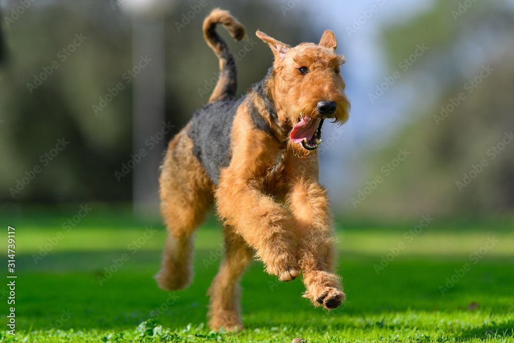 A two-year-old Airedale Terrier dog runs free A two-year-old Airedale Terrier dog runs free