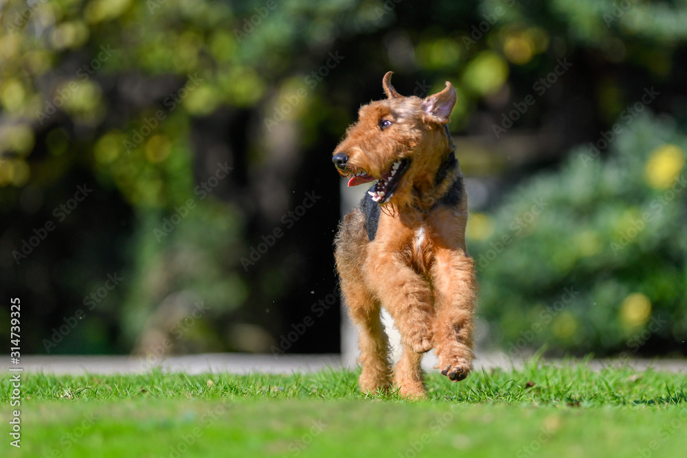 A two-year-old Airedale Terrier dog runs free A two-year-old Airedale Terrier dog runs free