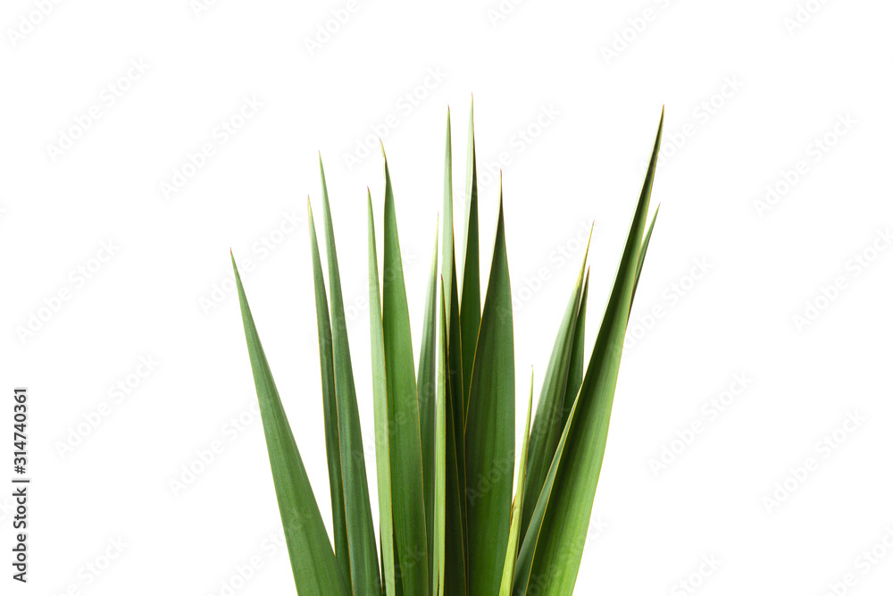 Palm leaves on white isolated background 