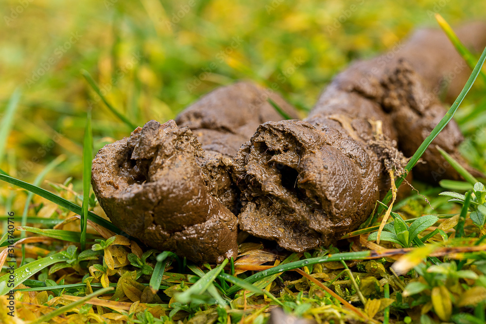 Hundekot Hundehaufen Stock Photo Adobe Stock