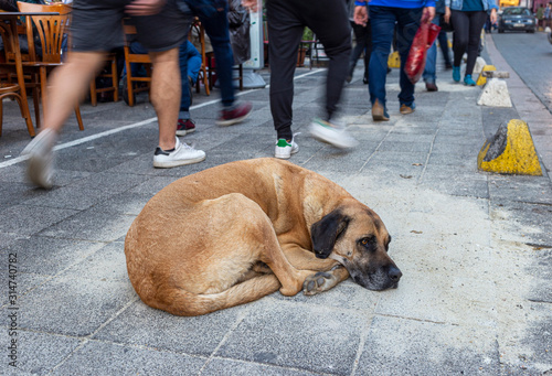 Stray dog lying on the sidewalk