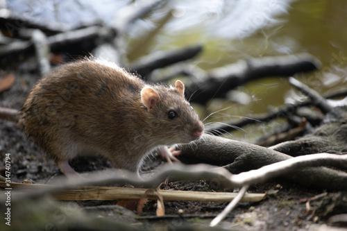 Brown rat on the ground, England, UK 