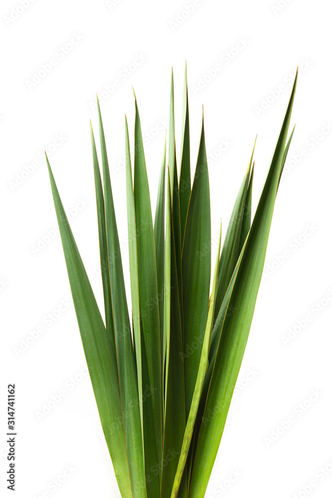 Palm leaves on white isolated background Palm leaves on white isolated background