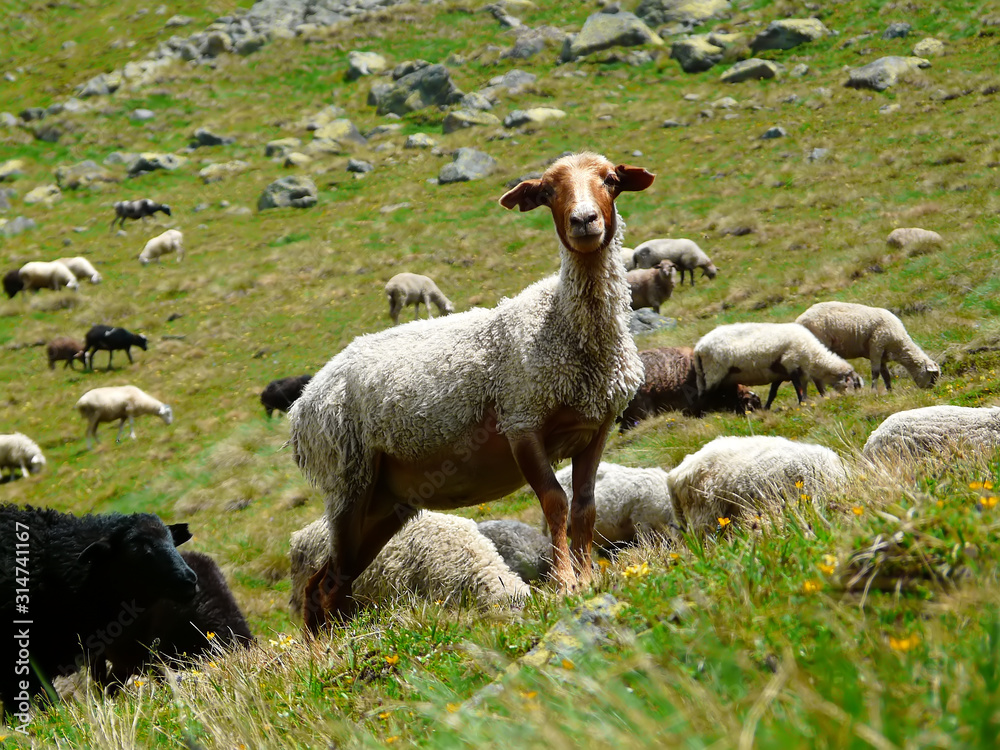 Obraz premium Sheeps rest on mountain meadow