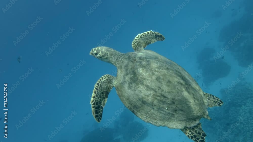 Hawksbill Sea Turtle slowly swim in the blue water above coral reef. Close-up, 4K/50fps Hawksbill Sea Turtle slowly swim in the blue water above coral reef. Close-up, 4K/50fps