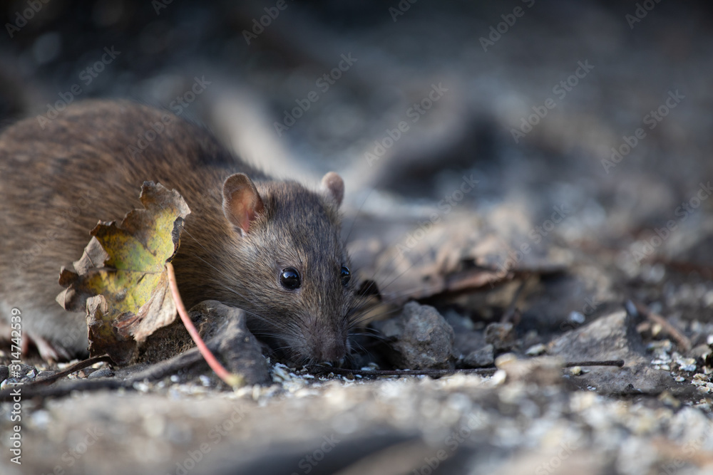 Brown rat on the ground, England, UK 