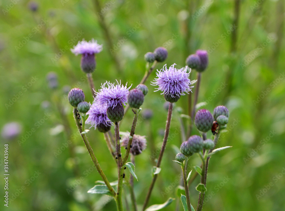 Cirsium arvense grows and blooms among herbs Cirsium arvense grows and blooms among herbs